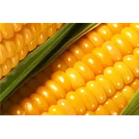 Гибрид кукурузы ПИОНЕР PR37N01